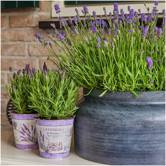 Echter Lavendel Lavandula stoechas Anouk – 3 Pflanzen – Duftender Schopflavendel im Dekotopf Lavenderprint – Ø13 cm – Winterhart – Für Balkon, Terrasse & Garten 