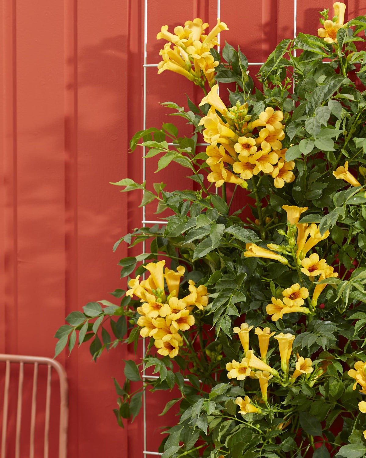 Trompetenblume Gelb - Campsis Summer Jazz 'Gold Trumpet' - Ø15cm - ↕65cm 