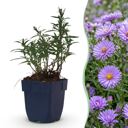 Strandaster – Aster dumosus 'Mediterranean' – Topf Ø11cm – Bienenfreundliche Staude für Garten & Balkon
