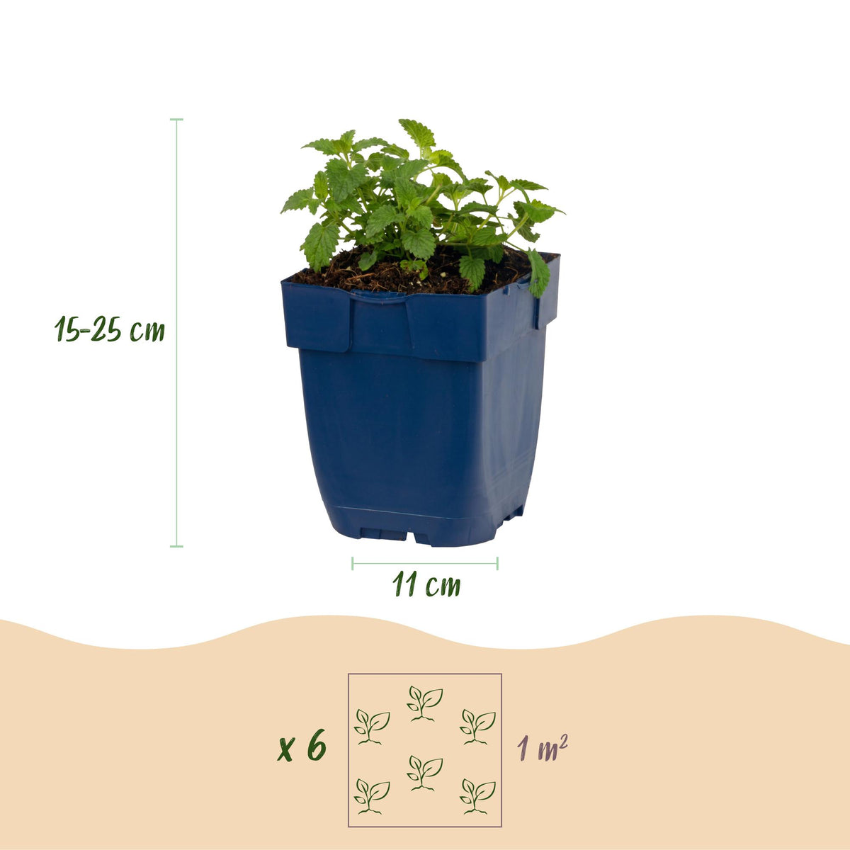 Katzenminze 'Snowflake' – Nepeta faassenii 'Snowflake' – Topf Ø11cm – Ansicht 3