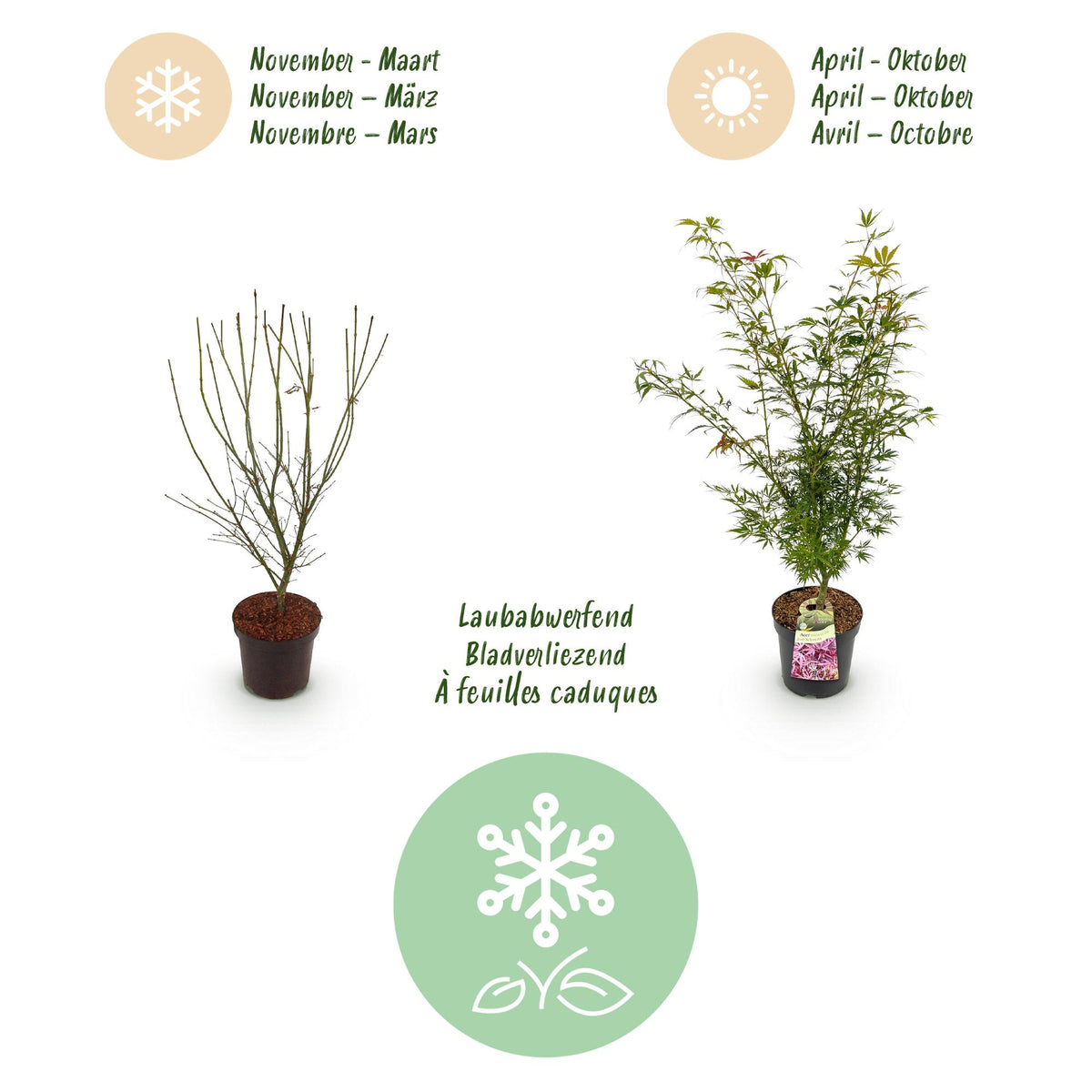 Green boutiQ - Gartenpflanze - Acer palmatum Jerre Swarts - Japanischer Ahorn - Laubabwerfend - Orange-Rot - 1 - Topf 26cm - Höhe 90cm 