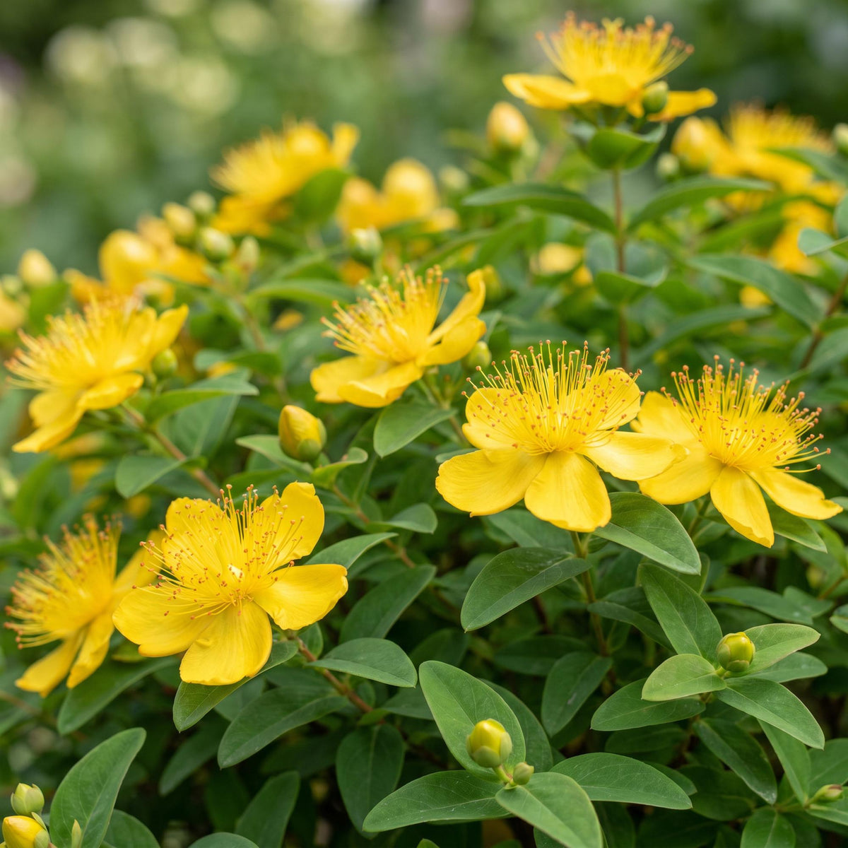 Johanniskraut – Hypericum calycinum – 6 Pflanzen – Topf Ø11cm – Bienenfreundliche Staude für Garten & Balkon – Ansicht 5