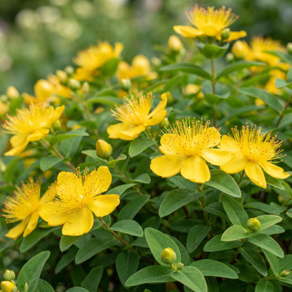 Johanniskraut – Hypericum calycinum – 6 Pflanzen – Topf Ø11cm – Bienenfreundliche Staude für Garten & Balkon – Ansicht 5