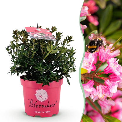 Green boutiQ - Zwerg Rhododendron - Rhododendron Bloombux Magenta - Blühender Buxus - Geringer Pflegeaufwand - Rosa Blüte - 1 Pflanze - Topf 17cm - Höhe 30-40cm 
