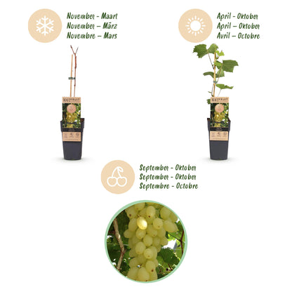 Green boutiQ - Fruit plant - Vitis vinifera Lakemont - Grape plant - Winter hardy - Golden Yellow Grape - 2 Plants - Pot 15cm - Height 50cm 