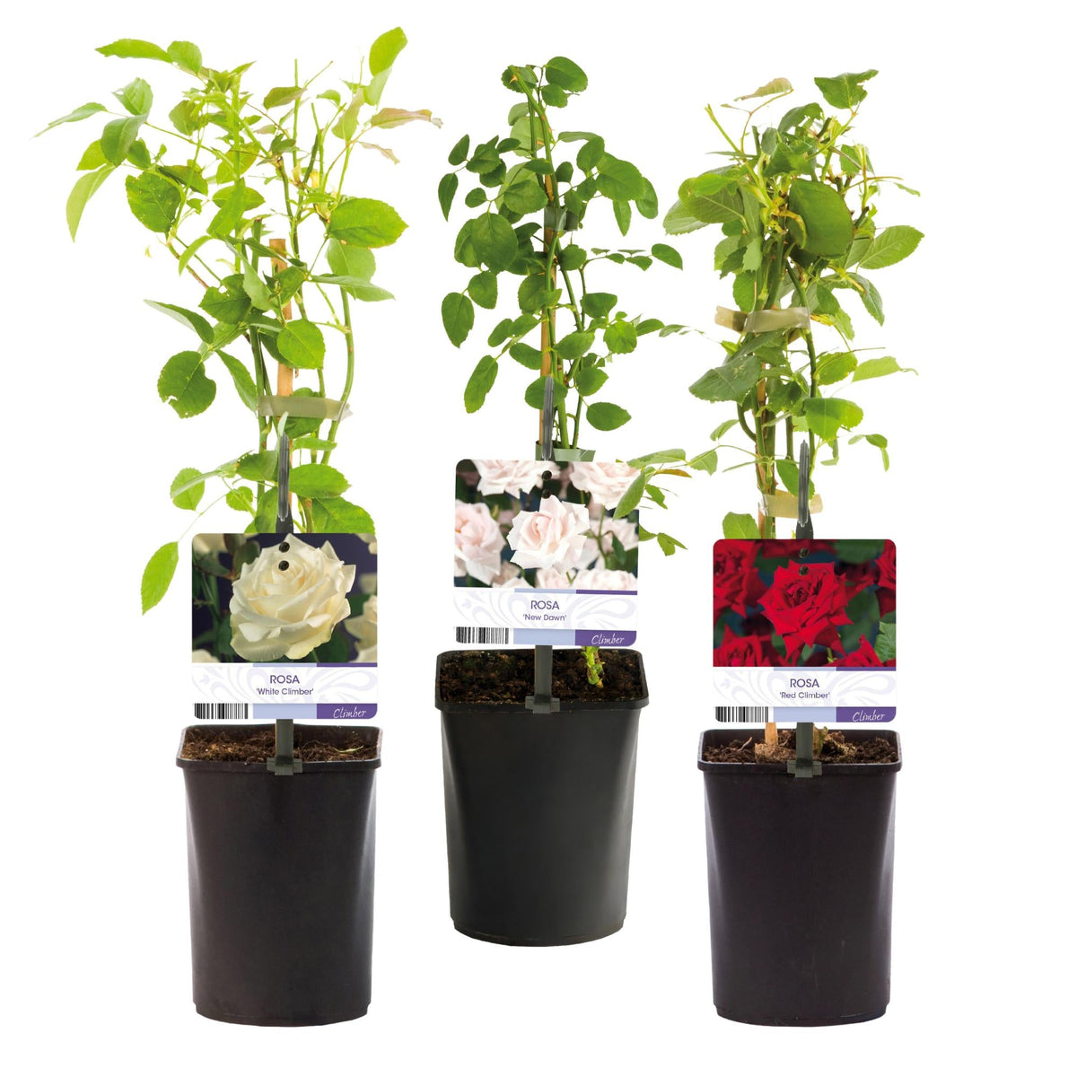 Kletterrose – Rosa Tricolour – Blüte Rosa-Weiß-Rot – 3 Pflanzen – Duftend – Geringer Pflegeaufwand – 11cm – Höhe ca. 40cm 