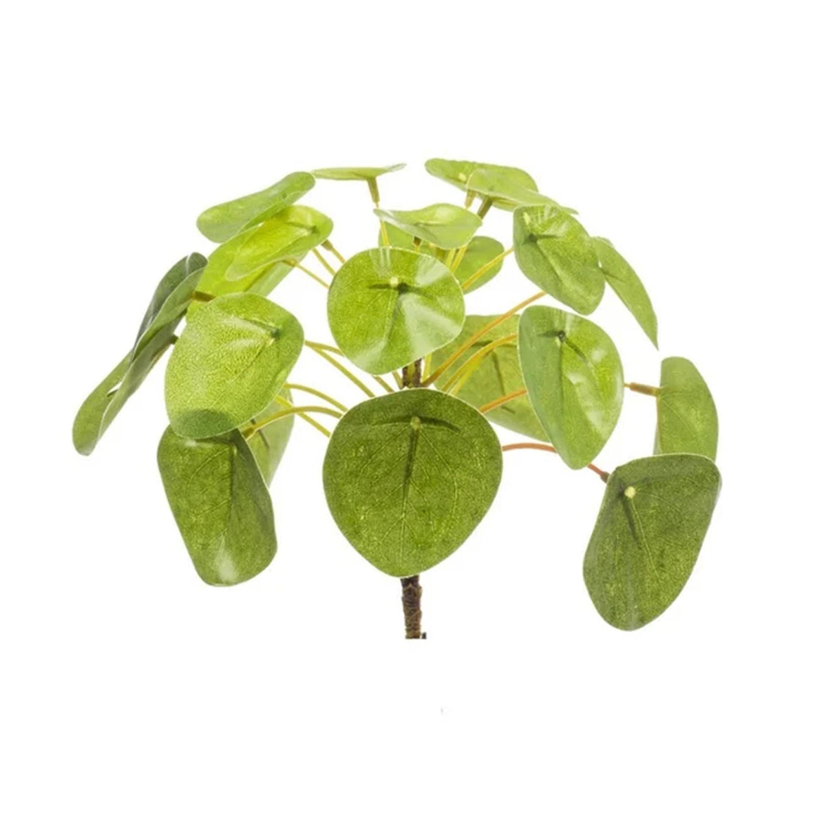 Chinesischer Geldbaum – Pilea Mini Busch – Zimmerpflanze – 13 cm – Kompakt & pflegeleicht – Grüner Blickfang für Tisch, Regal & Schreibtisch 