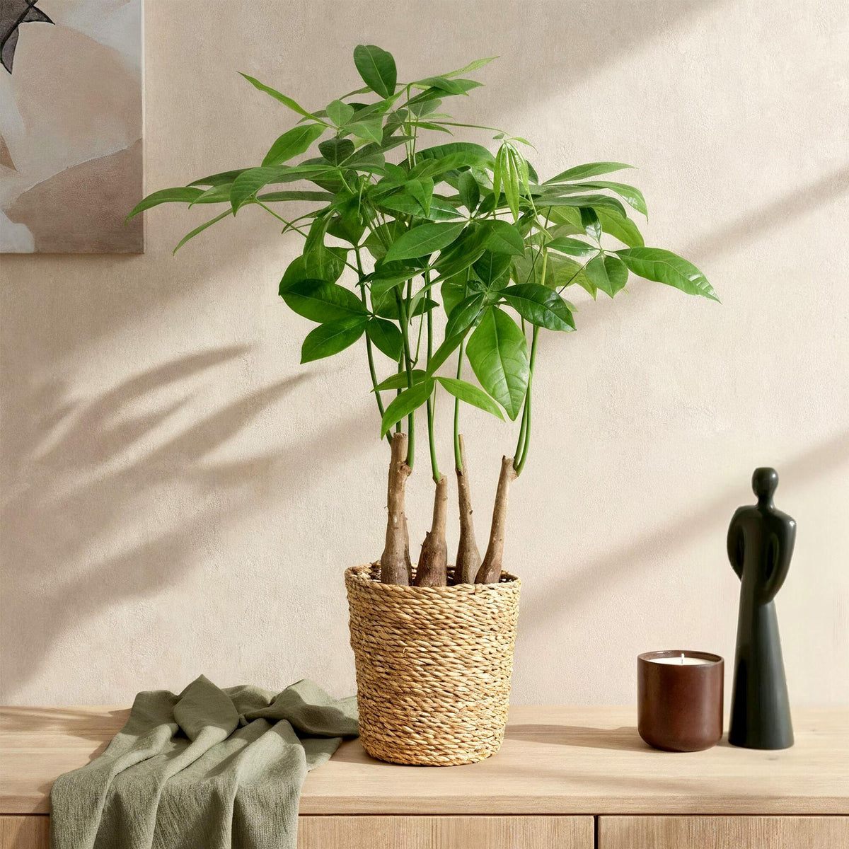 Green boutiQ - Zimmerpflanzen - Pachira Aquatica Mehrstamm - Geldbaum - Wenig Pflege - mit Korb - Grün - 1 Pflanze - Topf 17cm - Höhe 50-55cm 
