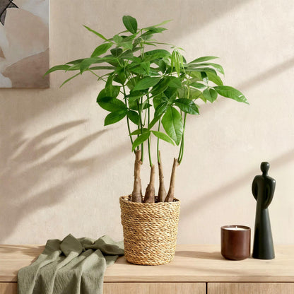 Green boutiQ - Zimmerpflanzen - Pachira Aquatica Mehrstamm - Geldbaum - Wenig Pflege - mit Korb - Grün - 1 Pflanze - Topf 17cm - Höhe 50-55cm 