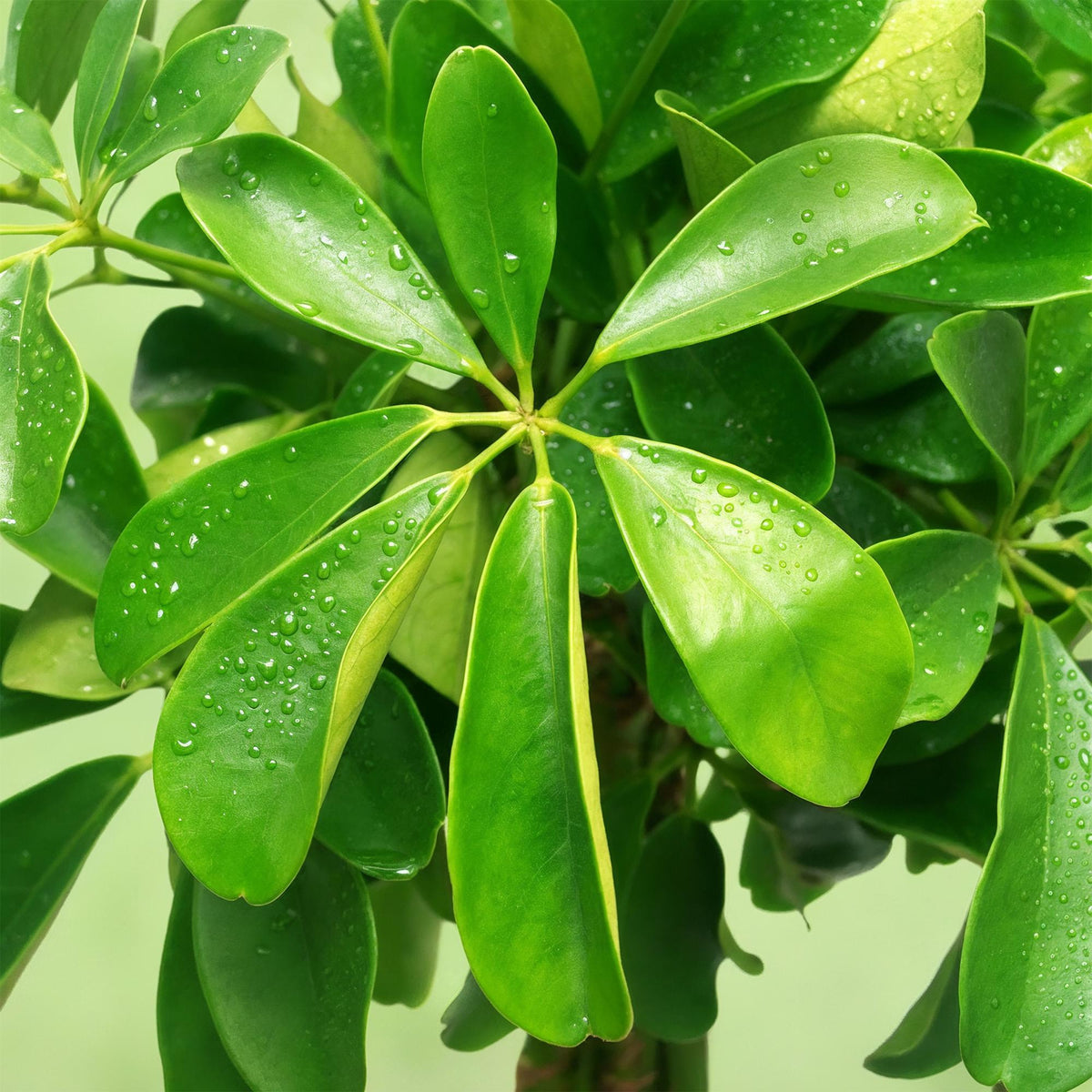 Green boutiQ - Zimmerpflanzen - Schefflera Nora - Fingerbaum - Wenig Pflege - mit Korb - Grün - 1 Pflanze - Topf 21cm - Höhe 70-82cm 