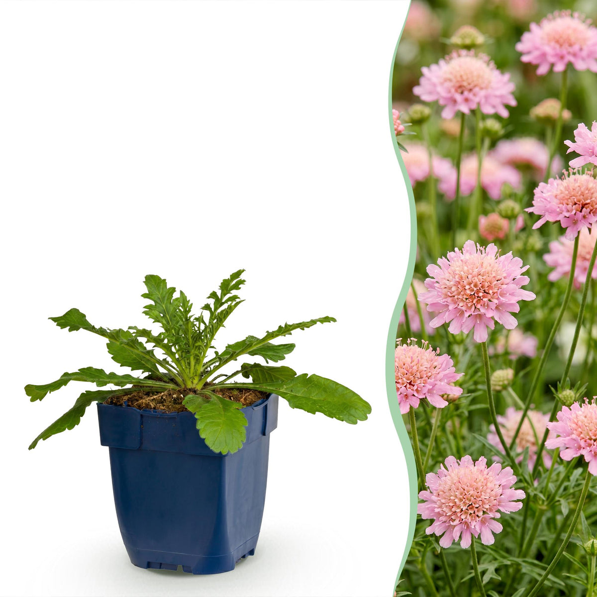 Skabiose 'Pink Mist' – Scabiosa columbaria 'Pink Mist' – 3 Pflanzen – Topf Ø11cm