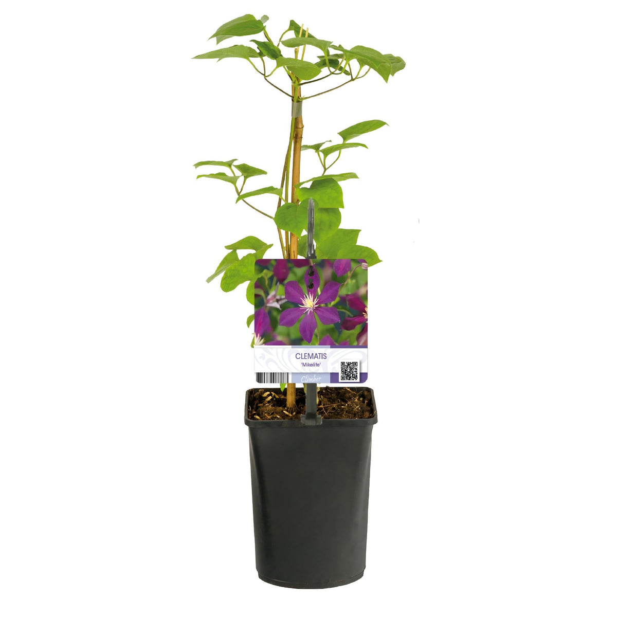 Kletterpflanze Clematis Mikelite – Lila-weiße Blüten – Wenig Pflege – 2 Pflanzen – 11 cm Höhe 40 cm – Für Garten, Terrasse & Pergolen 