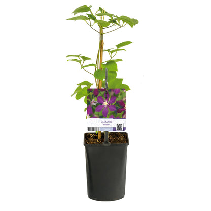 Kletterpflanze Clematis Mikelite – Lila-weiße Blüten – Wenig Pflege – 2 Pflanzen – 11 cm Höhe 40 cm – Für Garten, Terrasse & Pergolen 