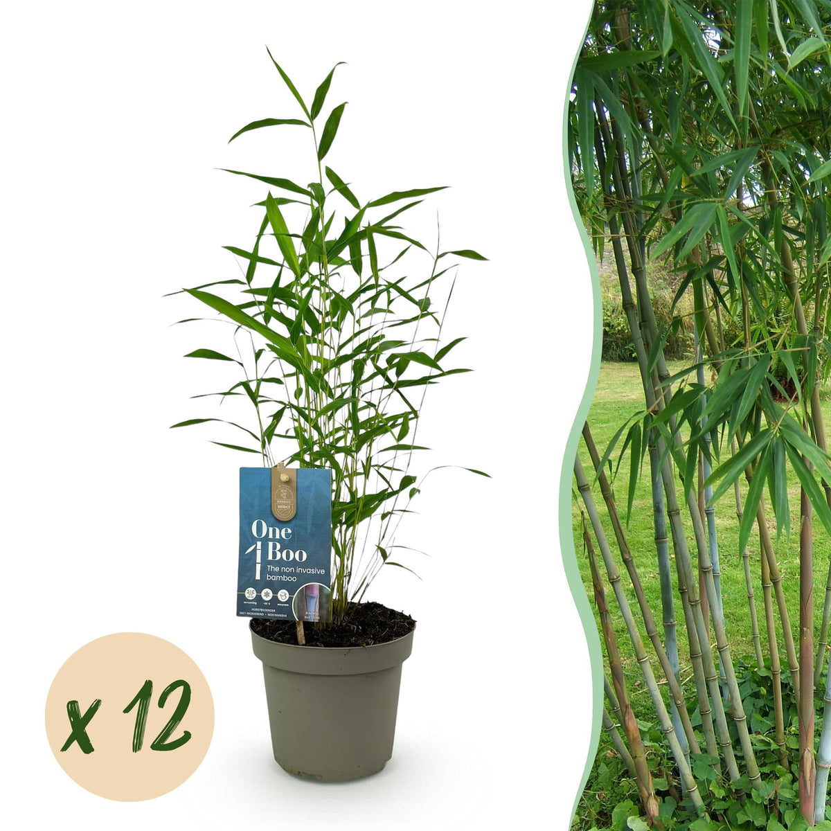 Fargesia Blue Dragon Bambus – 6 Pflanzen – Ø14cm 35cm Höhe – immergrüner nicht ausbreitender Gartenbambus für Hecke Sichtschu