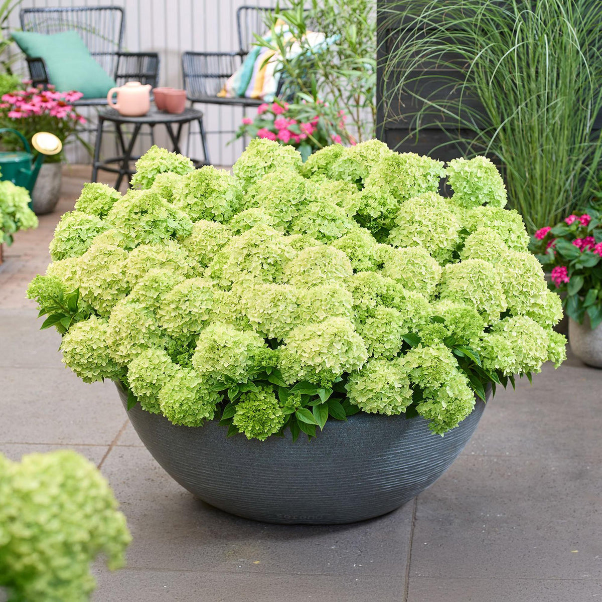 Green boutiQ - Gartenpflanze - Hydrangea panniculata Groundbreaker Greeny - Rispenhortensie - Frosthart - Creme - 2 Pflanzen - Topf 14cm - Höhe 20-25cm 