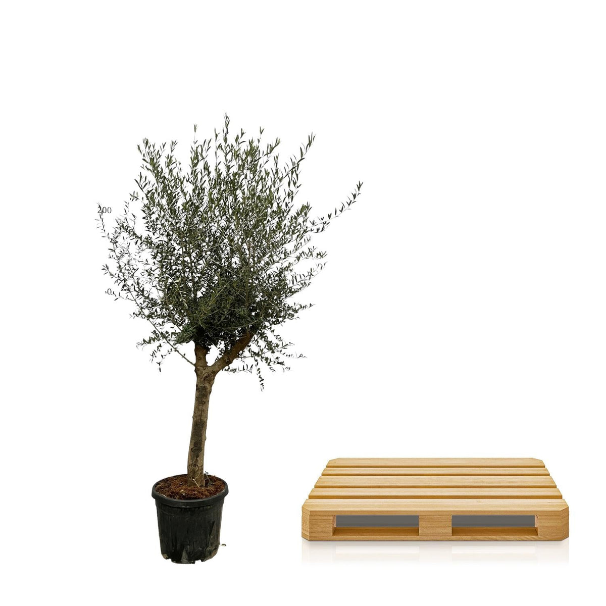 Olivenbaum Olea Lorc – ca. 200cm hoch – Ø45cm – Mediterrane Zimmer- & Gartenpflanze – Immergrün & pflegeleicht – Für sonnige Standorte 