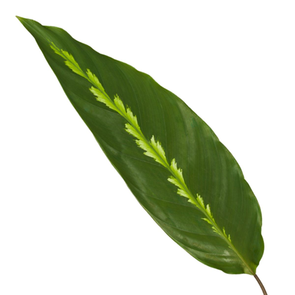 Korbmarante - Calathea Maui Queen - Zimmerpflanze - 35 cm - Ø12cm 