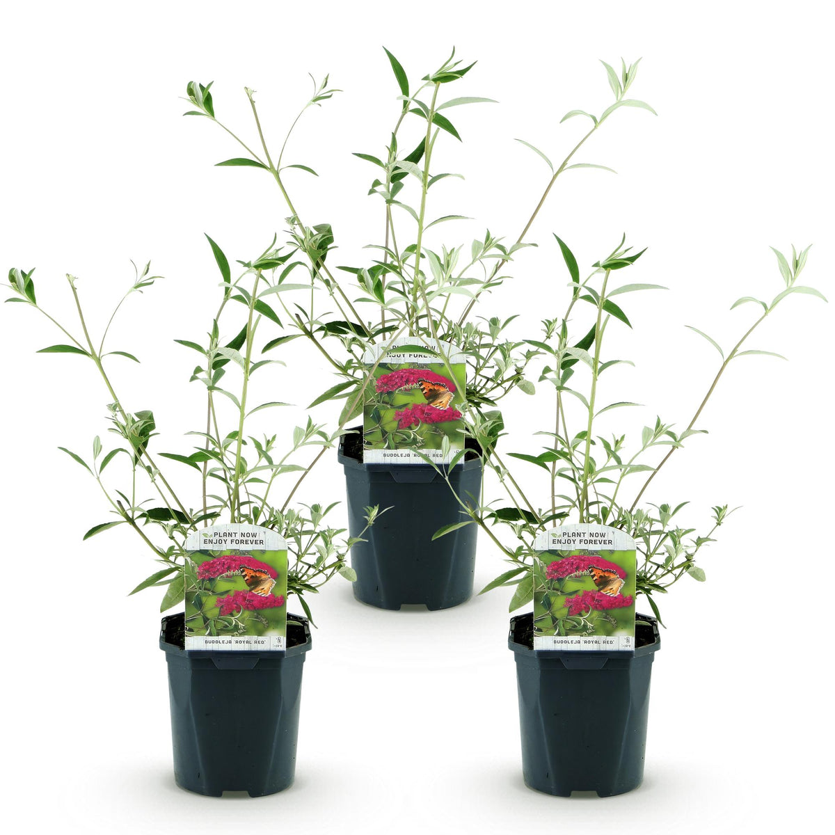 Green boutiQ - Garden Plant - Buddleja davidii Royal Red - Butterfly Bush - Winter Hardy - Red - 3 Plants - Pot 17cm - Height 45cm 