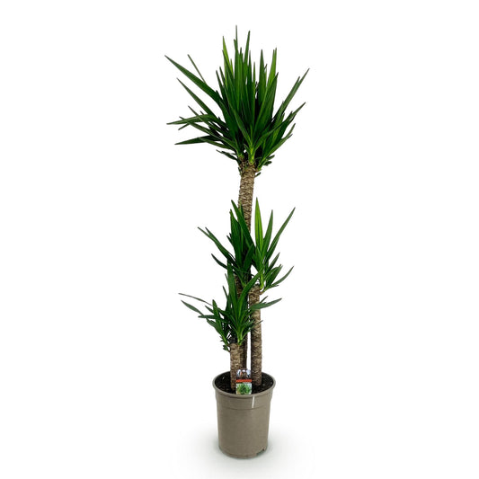 Palmlilie Yucca Elephantipes – 140cm – 24cm – Pflegeleichte Palmlilie mit schmalen, grünen Blättern – Robuste Zimmerpflanze für helle & halbschattige Wohnbereiche 