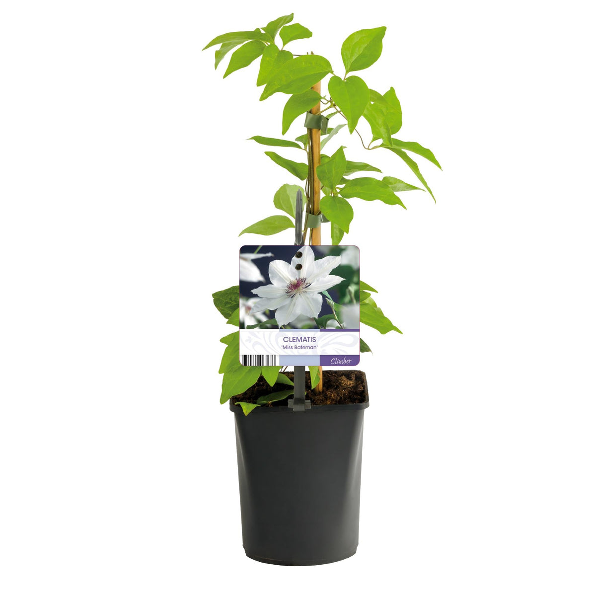 Kletterpflanze Clematis Miss Bateman – Rosa-Weiße Blüten – Wenig Pflege – 2 Pflanzen – 11 cm Höhe 40 cm – Für Garten, Terrasse & Pergolen 