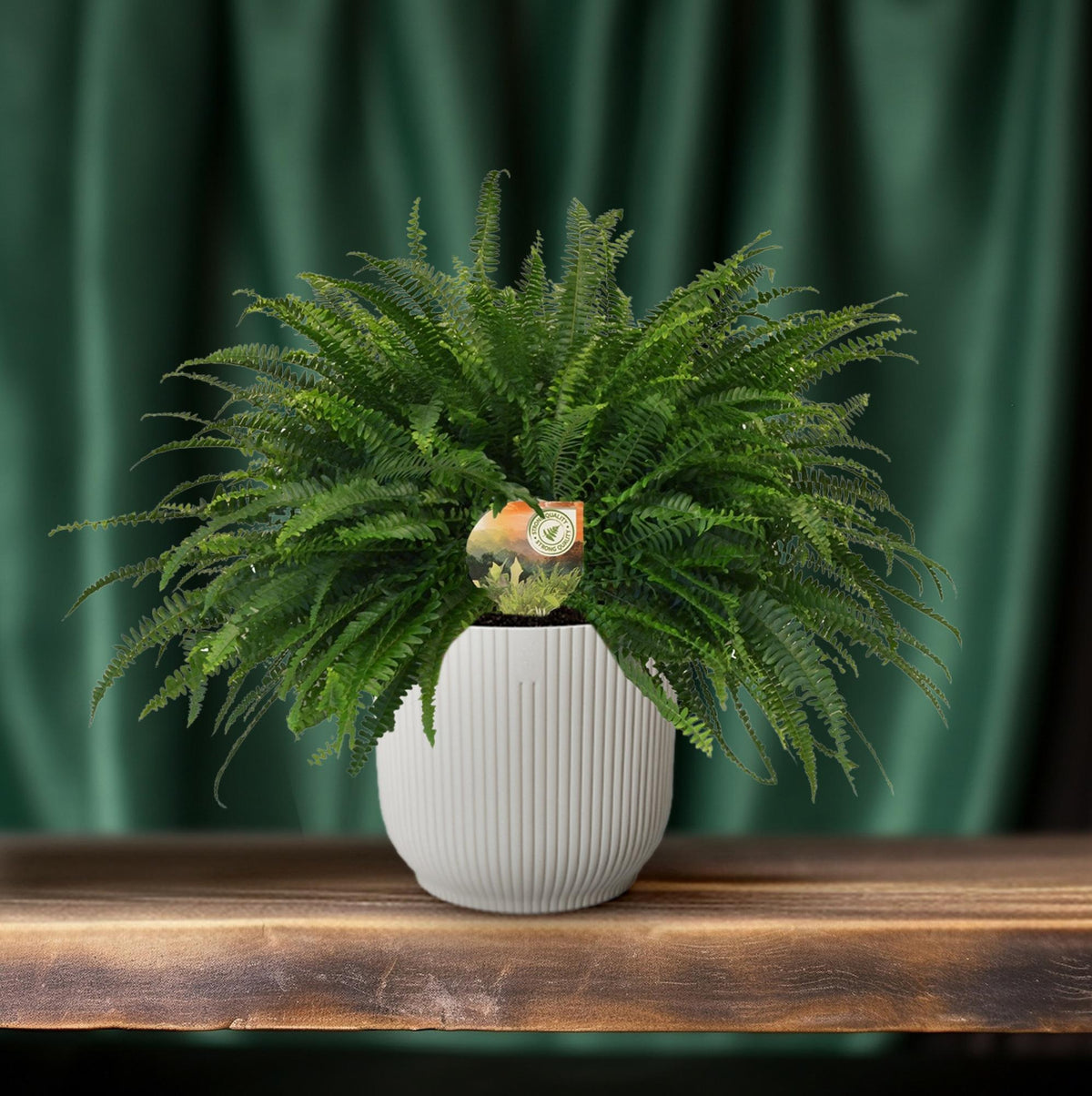 Nephrolepis 'Green Lady' – Bostonfarn Zimmerpflanze – Ø19cm – ca. 60cm hoch – Luftreinigend & pflegeleicht – Für halbschattige Innenräume & feuchte Standorte 
