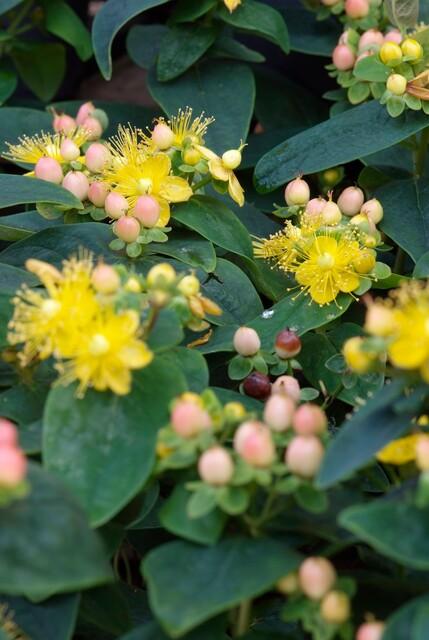 Hypericum inodorum 'Annebel' – 48 Pflanzen – ↕10-25 cm – Ø9 cm – Gelber Sommerblüher – Pflegeleichter, winterharter Strauch 
