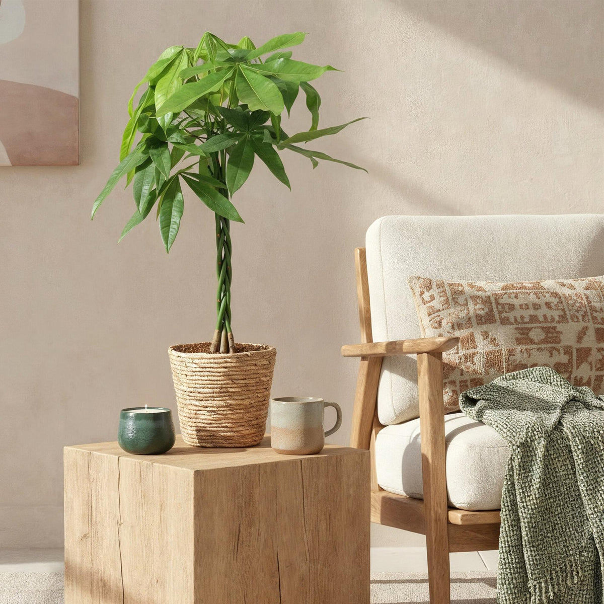 Green boutiQ - Zimmerpflanzen - Geflochtener Stamm Pachira Aquatica - Geldbaum - Wenig Pflege - mit Korb - Grün - 1 Pflanze - Topf 21cm - Höhe 80-90cm 