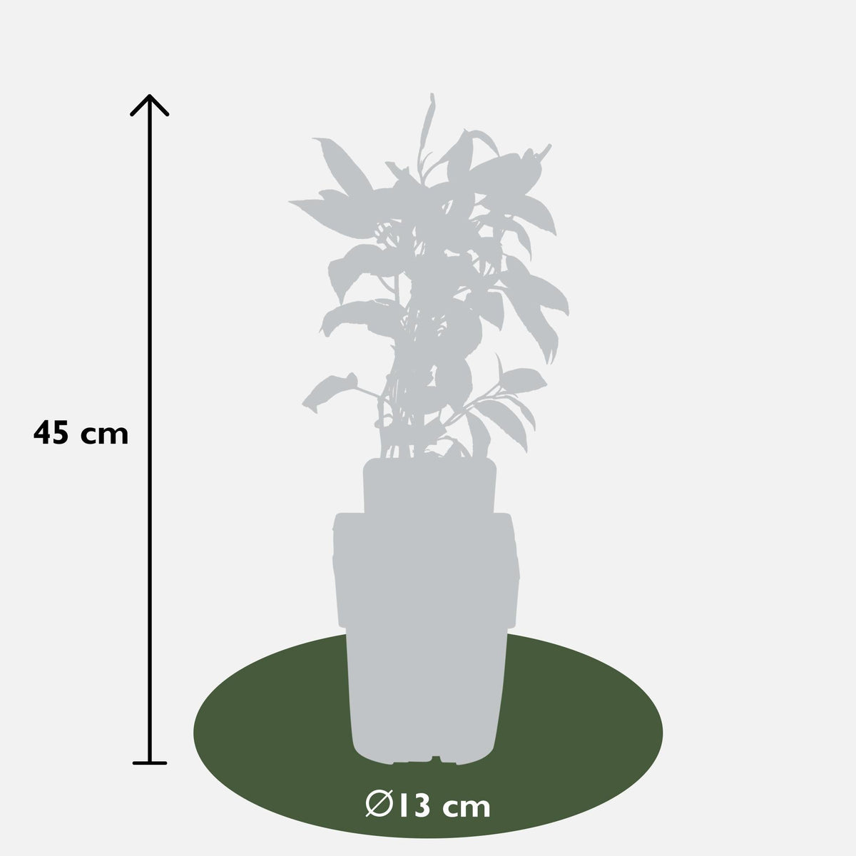 Actinidia arguta 'Issai' - Kiwibes - Ø13cm - ↕45cm 