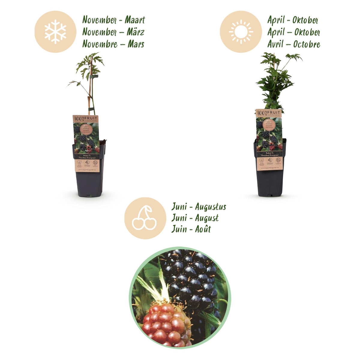 Green boutiQ - Fruit Plant - Rubus fruticosus Thornless Evergreen - Blackberry Plant - Thornless - Black Raspberry - 2 Plants - Pot 15cm - Height 50cm 