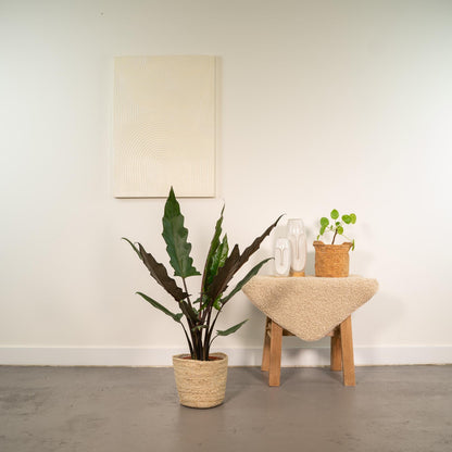 Alocasia Lauterbachiana – Pfeilblatt – Zimmerpflanze – Ø19 cm – ↕80 cm – Mit Korb Selin – Elefantenohr – Luftreinigend – Pflegeleicht 