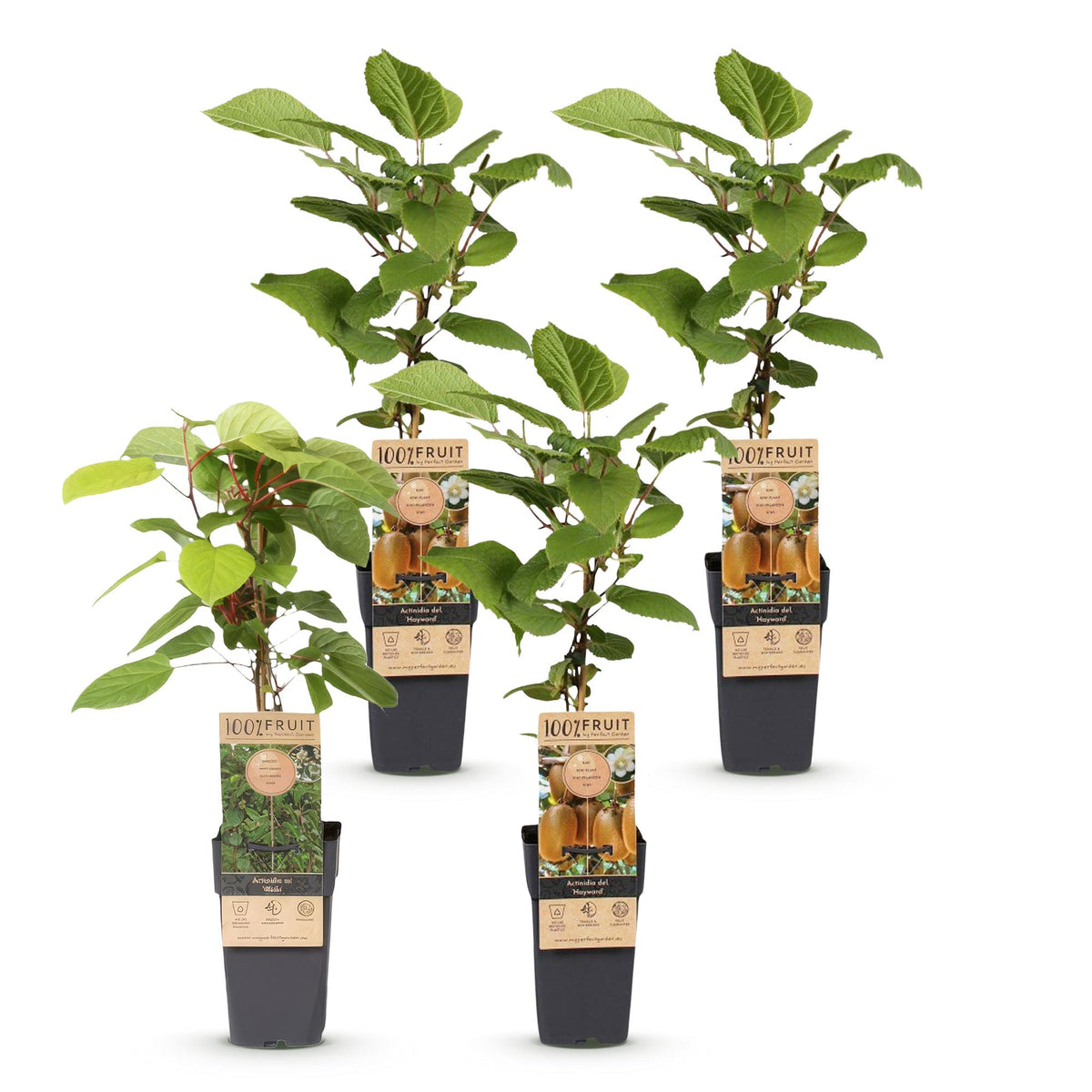 Green boutiQ - Fruit Plant - Actinidia Weiki & Hayward - Kiwi Plant - 1 Male - 3 Female - Plants - Green - Pot 15cm - Height 50cm 