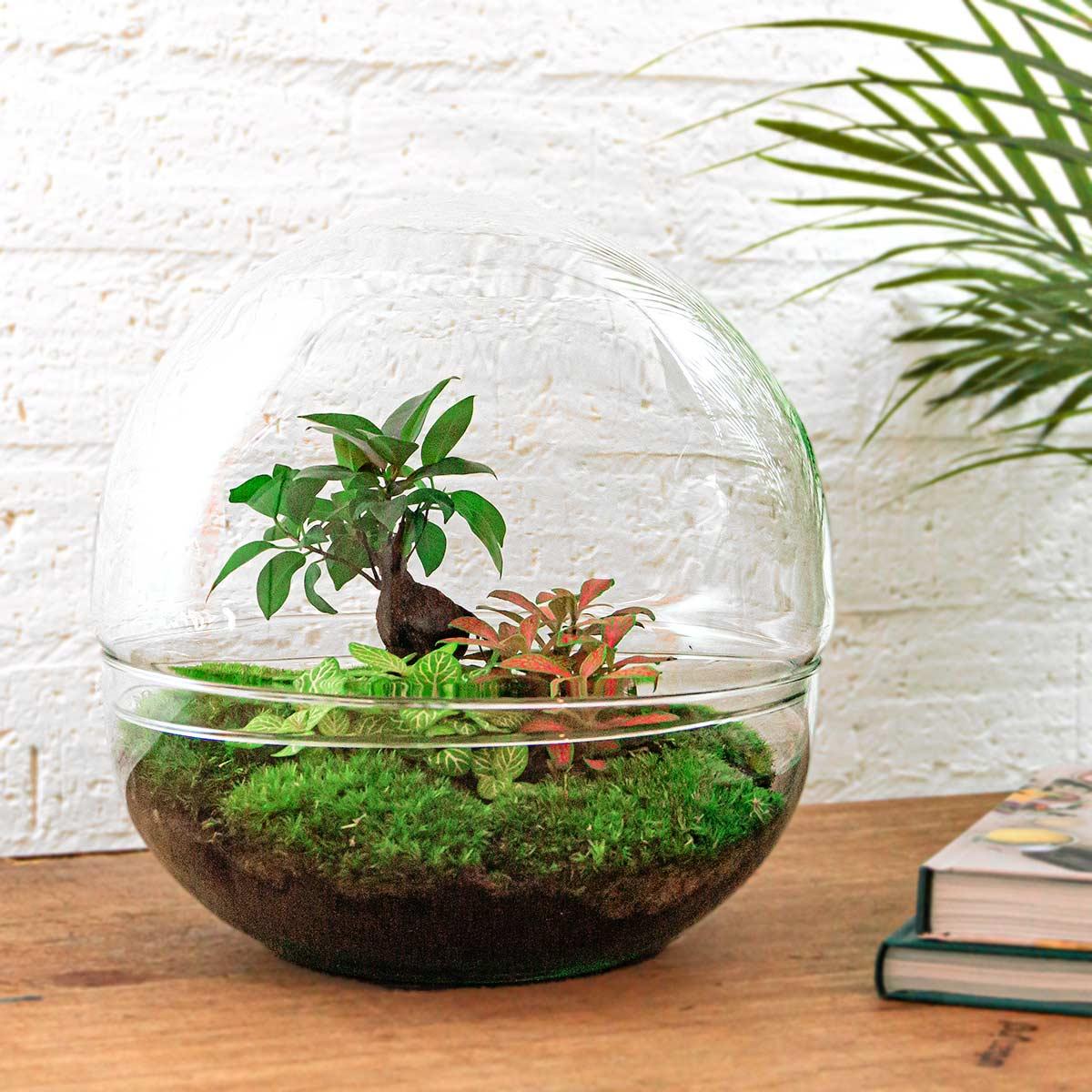 Flaschengarten DIY Bausatz Dome XL – Terrarium Ø30cm x H30cm – Selbstbewässerndes Pflanzterrarium mit Ficus Ginseng Bonsai & Fittonia – Do-It-Yourself Mini-Ökosystem 