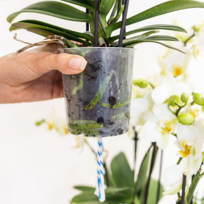 Kolibri Orchids | Weiße Lausanne Orchidee + grüner Diabolo Übertopf | inkl. Gießdocht | Ø9cm | blühende Zimmerpflanze – frisch vom Züchter 