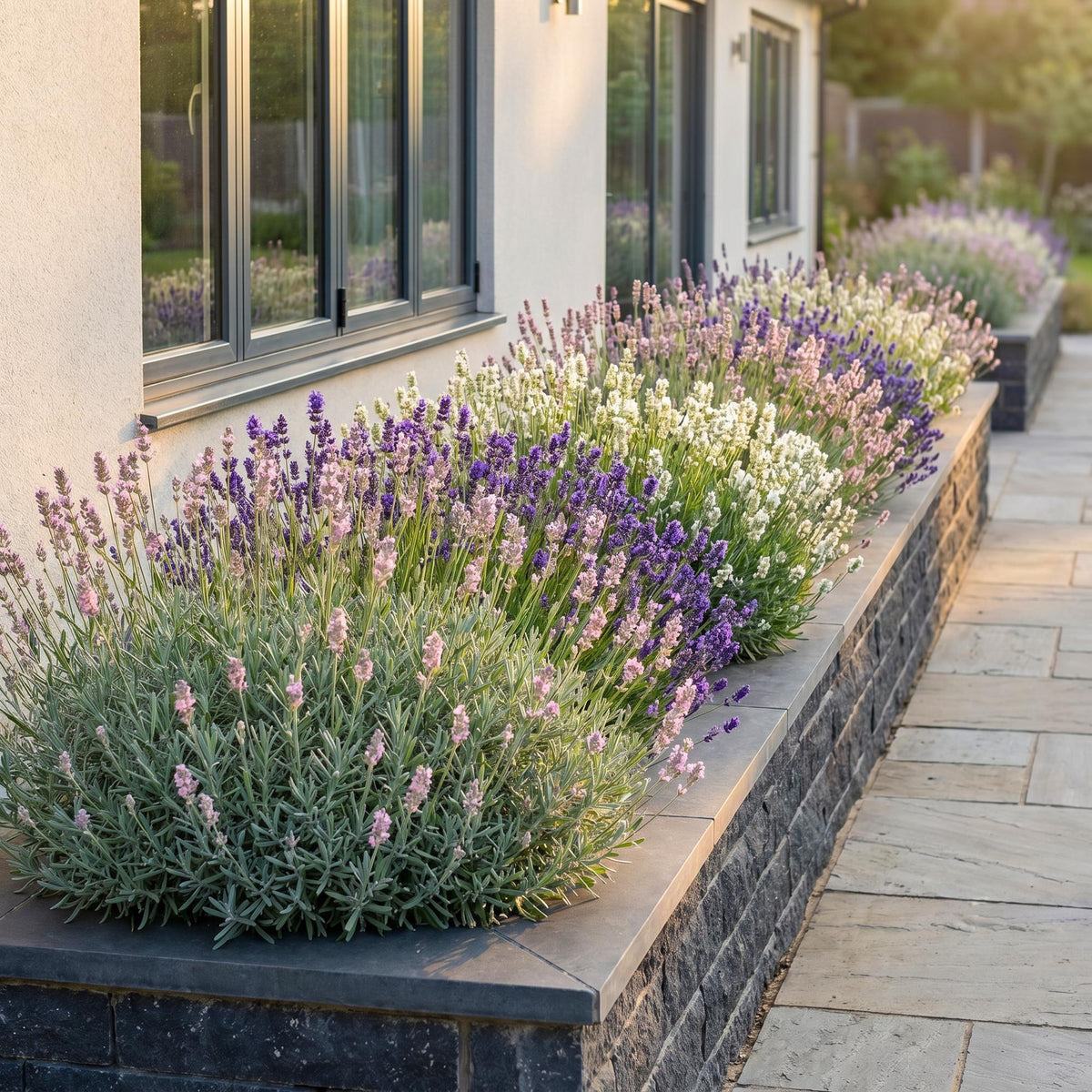 Lavendel 'Tricolour' – Lavandula 'Tricolour' – 6 Pflanzen – Topf Ø11cm – Ansicht 6