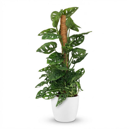 Monstera Adansonii Monkey Mask am Moosstab Fensterblatt 90cm – Zimmerpflanze mit Lochblättern im weißen Übertopf Ø19cm – Kletterpflanze pflegeleicht, tropischer Look für Wohnung & Büro 