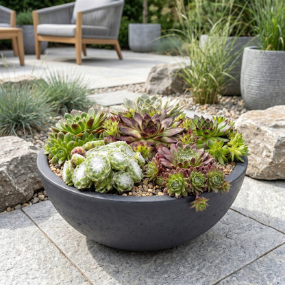 Hauswurz 'Big Sam' – Sempervivum 'Big Sam' – 6 Pflanzen – Topf Ø7cm – Höhe 10-12cm – Ansicht 6