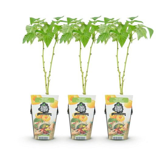 Himbeere Rubus idaeus Fallgold winterhart 3 Pflanzen Ø9cm Höhe30cm – Gelbe Himbeere für Garten Beet Balkon & Terrasse – Süß & aromatisch 