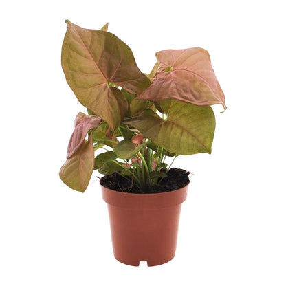 Purpurtute – Syngonium Neon – Pfeilspitzengewächs – Zimmerpflanze – Ø12 cm – ↕25 cm – Halbschatten – Pflegeleicht – Dekorativ 