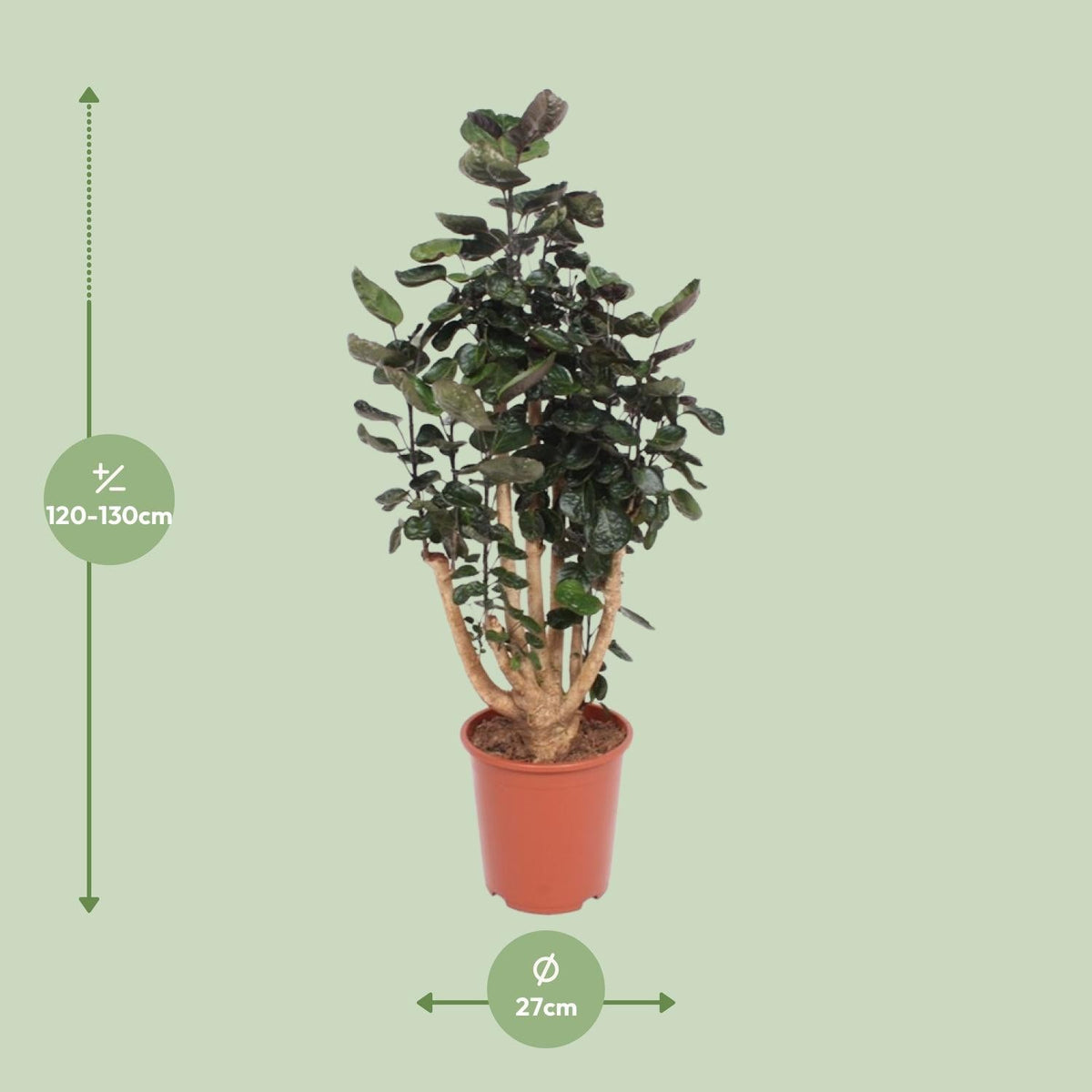 Polyscias Fabian - Ø27cm - ↕130cm 