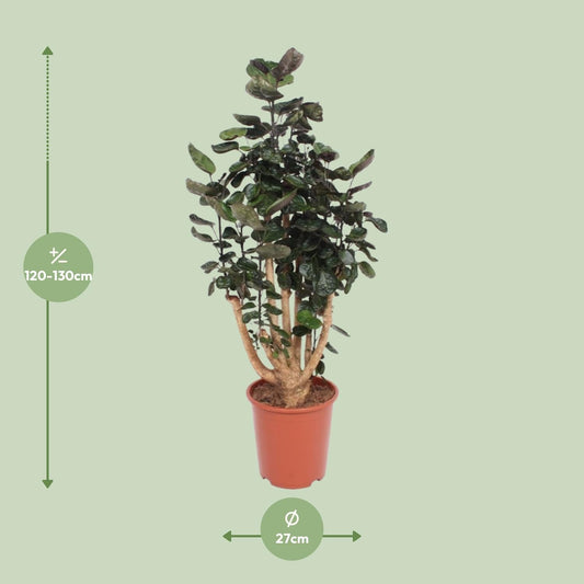 Polyscias Fabian - Ø27cm - ↕130cm 