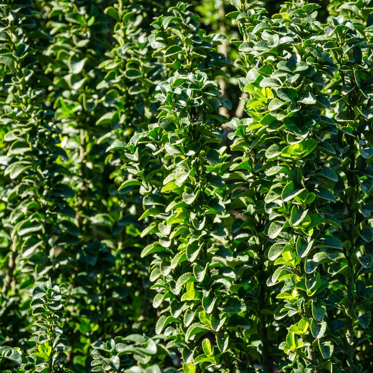 Japanischer Spindelstrauch Euonymus japonicus Green Spire – Heckenpflanze – Blatt Grün – 6 Pflanzen – 1  Meter – Immergrün – 17 cm Höhe 40 cm – Pflegeleicht & Sonnentolerant 