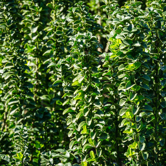 Japanischer Spindelstrauch Euonymus japonicus Green Spire – Heckenpflanze – Blatt Grün – 6 Pflanzen – 1  Meter – Immergrün – 17 cm Höhe 40 cm – Pflegeleicht & Sonnentolerant 
