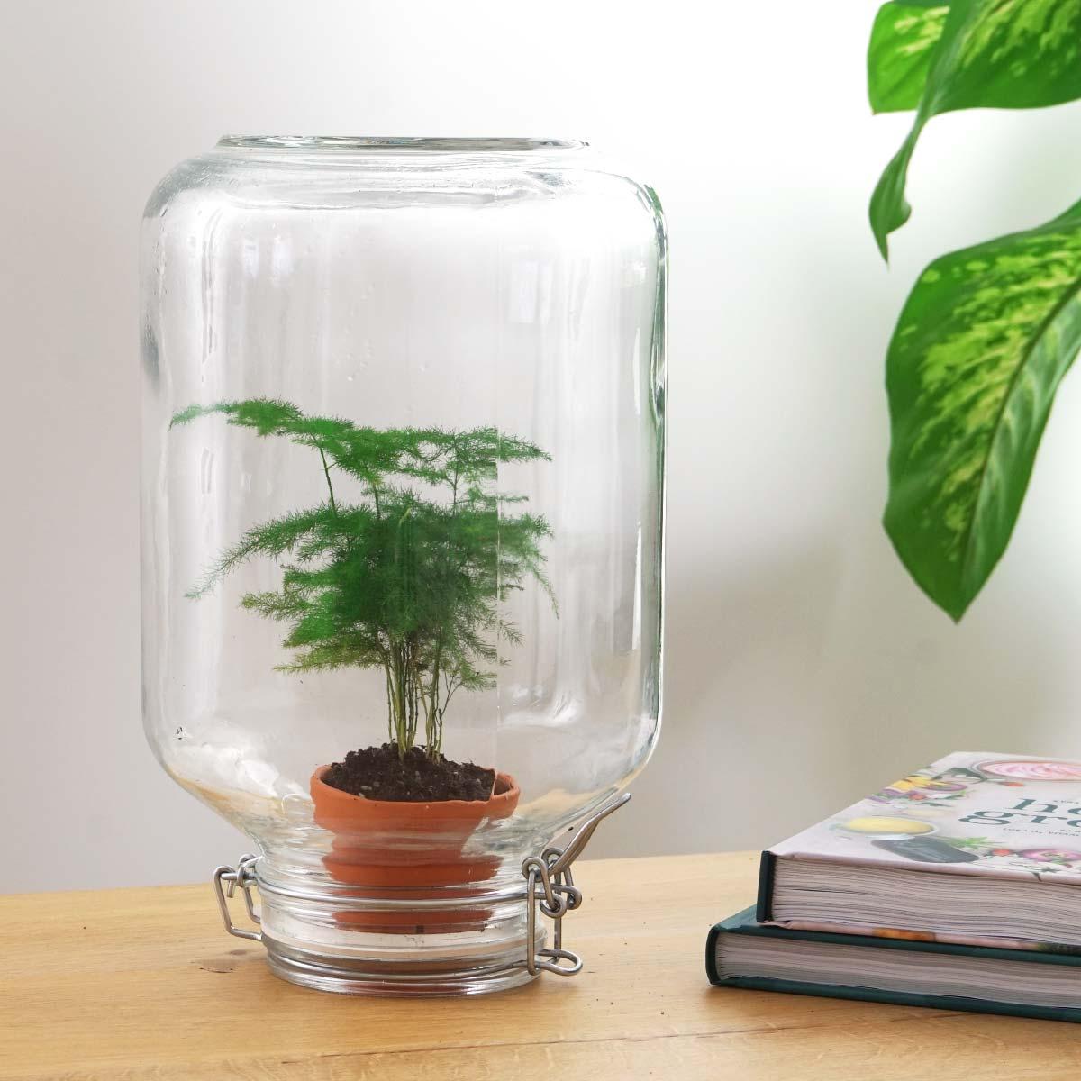 Flaschengarten Terrarium Easyplant Spargel – Lebende Zimmerpflanze im Einmachglas mit Edelstahlverschluss – Pflegeleicht & Selbstversorgend 