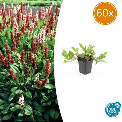 Schneckenknöterich Persicaria aff. 'Darjeeling Red' – ↕10-25cm – Ø9cm – Rotes Laub – Sonne & Halbschatten – Ansicht 24