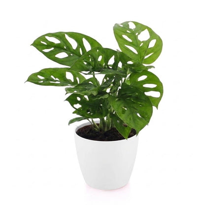 Fensterblatt 'Monkey Mask' – Monstera adansonii – Topf Ø12cm – Höhe 25cm – mit weißem Dekotopf – Ansicht 2
