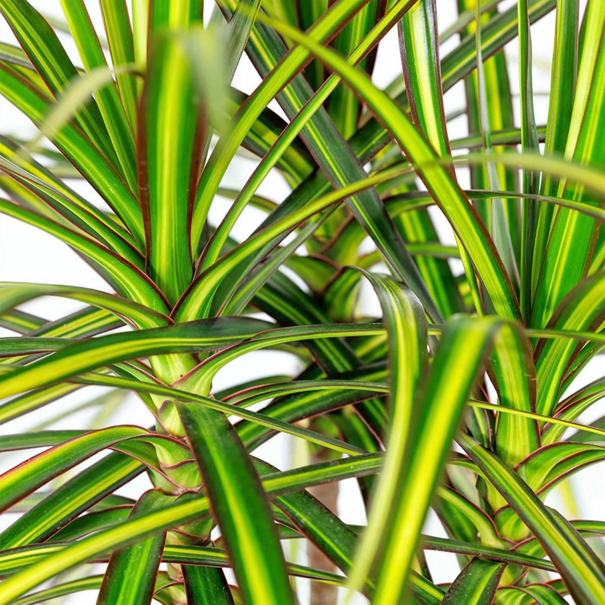 Green boutiQ - Zimmerpflanzen - Dracaena Sunray - Drachenbaum - Wenig Pflege - Grün - Gelb - 1 Pflanze - mit Potter Weiß - Topf 21cm - Höhe 90-100cm 