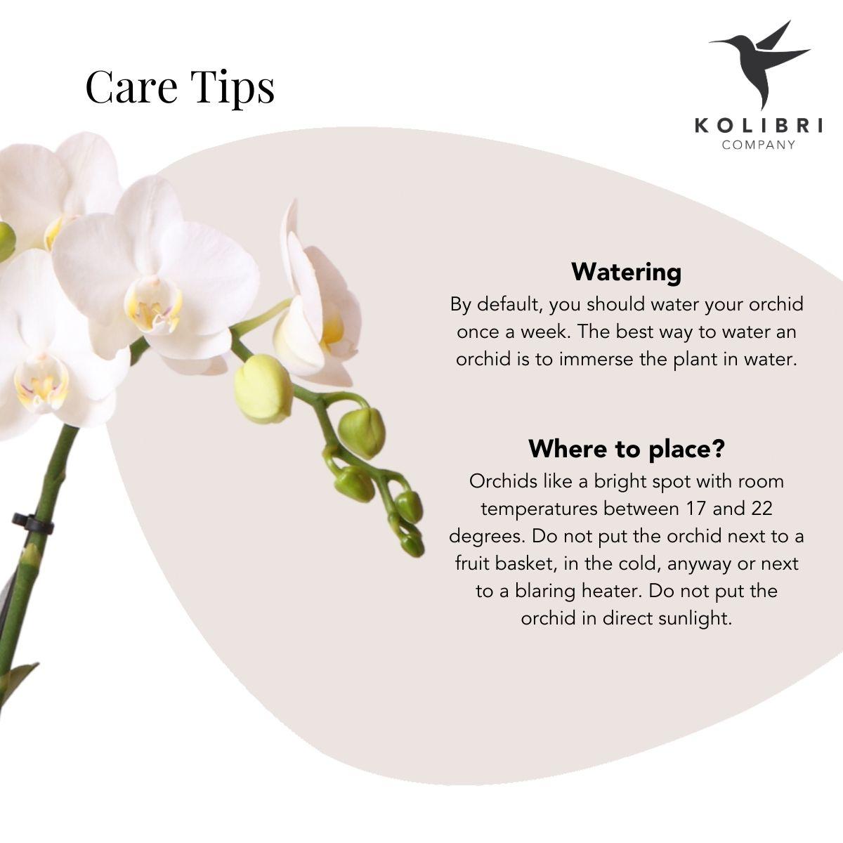 Weiße Phalaenopsis Orchidee Amabilis – Luxuriöser Ziertopf Gold Ø9cm – 40 cm hohe blühende Zimmerpflanze – Frisch vom Züchter 