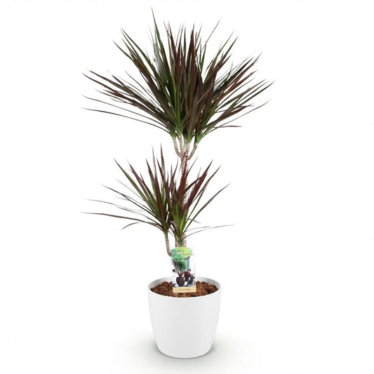 Green boutiQ - Zimmerpflanzen - Dracaena Magenta - Drachenblutbaum - Wenig Pflege - mit Potter Weiß - Rot - 1 Pflanze - mit Potter Weiß - Topf 21cm - Höhe 90-100cm 