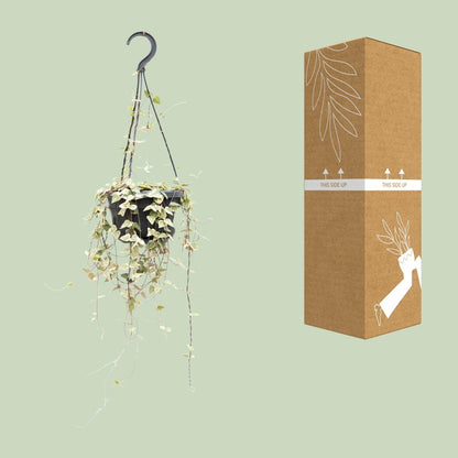Leuchterblume Ceropegia woodii ssp. woodii – String of Hearts – Hängende Zimmerpflanze – Ø14cm – ↕50cm – Pflegeleicht & dekorativ 