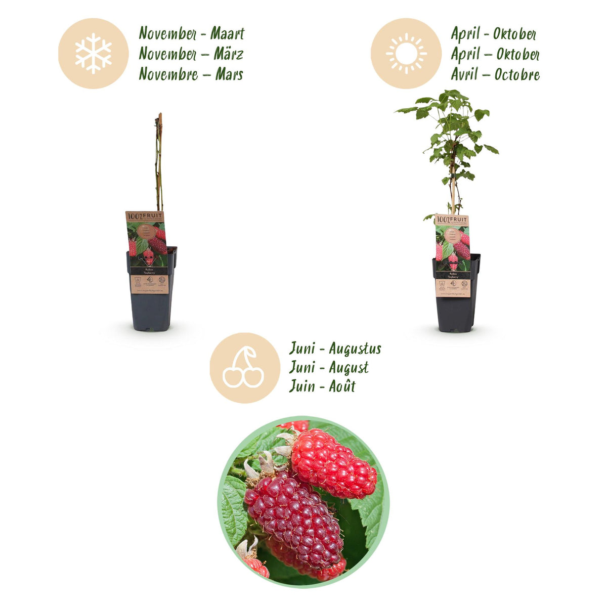 Green boutiQ - Fruit plant - Rubus log. Tayberry - Raspberry Bushes - Hardy - Purple Raspberries - 2 Plants - Pot 15cm - Height 50cm 